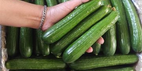 تصویر 5 از خرید و قیمت خیار سبز گلخانه ای + فروش صادراتی